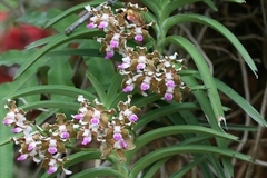 Vanda tessellata
